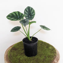 Load image into Gallery viewer, Alocasia sinuata &#39;Mirror Face&#39; - 100mm
