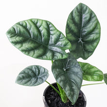 Load image into Gallery viewer, Alocasia sinuata &#39;Mirror Face&#39; - 100mm
