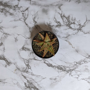 Aloe Christmas Carol - 90mm
