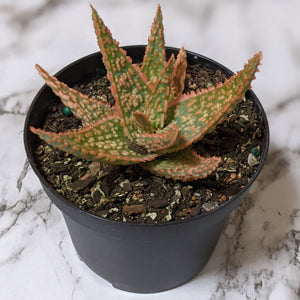 Aloe Christmas Carol - 90mm
