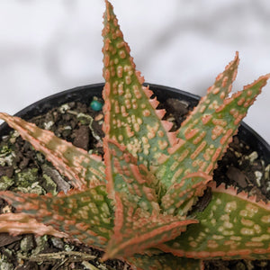 Aloe Christmas Carol - 90mm