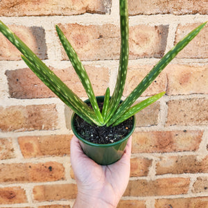 Aloe vera - 100mm