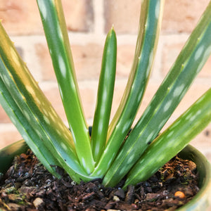 Aloe vera - 100mm