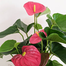Load image into Gallery viewer, Anthurium Flamingo Flower - 180mm Ceramic Pot - Sydney Only
