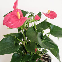 Load image into Gallery viewer, Anthurium Flamingo Flower - 180mm Ceramic Pot - Sydney Only
