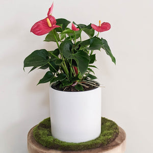 Anthurium Flamingo Flower - 180mm Ceramic Pot - Sydney Only