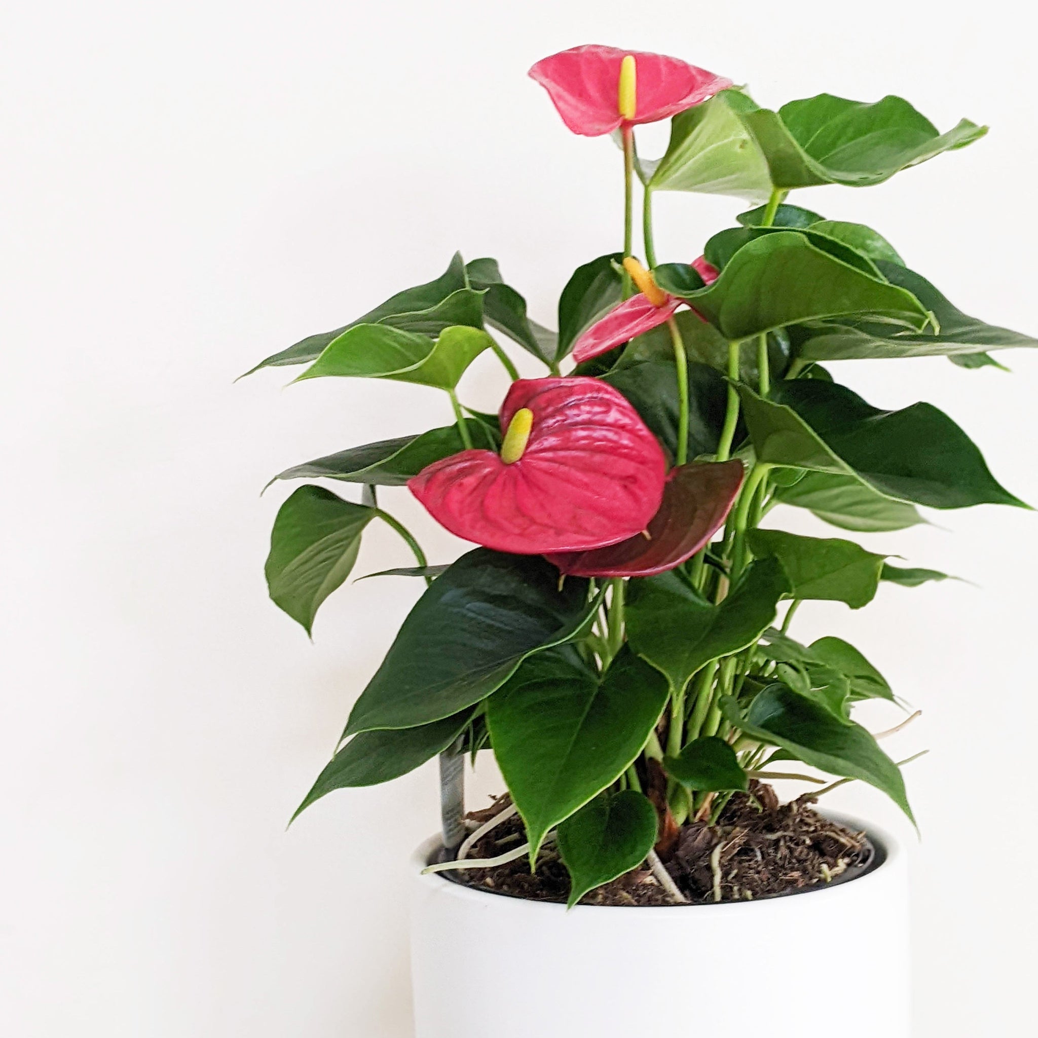 anthurium for sale brisbane Anthurium Red Flowers - 18cm Pot