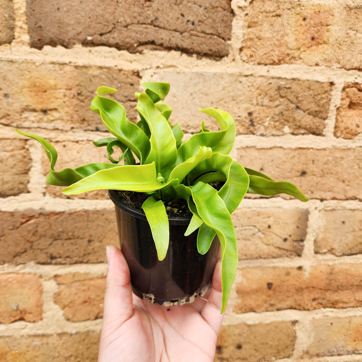 Asplenium antiquum Hurricane Birds Nest Fern - 100mm – Cheeky Plant Co.