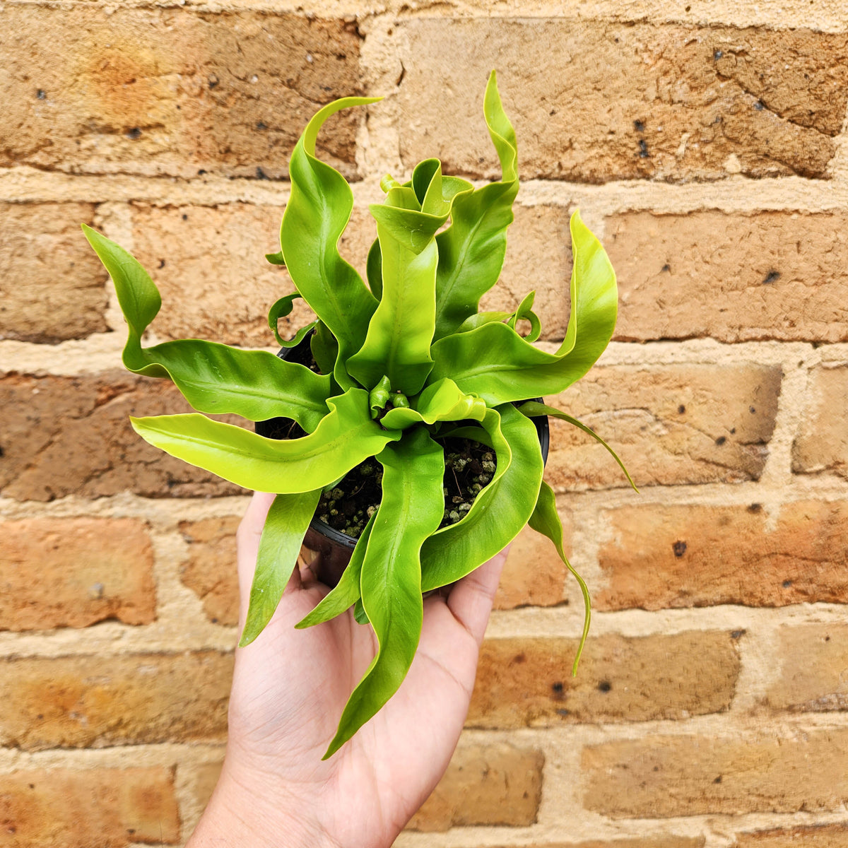 Asplenium antiquum Hurricane Birds Nest Fern - 100mm – Cheeky Plant Co.