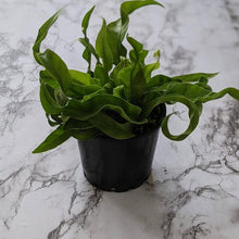 Load image into Gallery viewer, Asplenium australasicum Birds Nest Fern - 105mm
