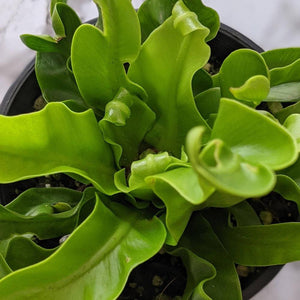 Asplenium australasicum Birds Nest Fern - 105mm