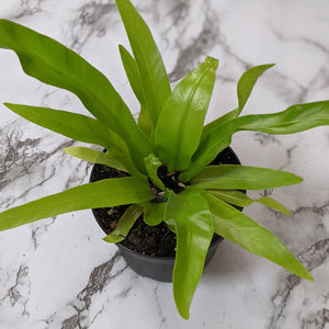 Asplenium nidus / Birds Nest Fern - 90mm