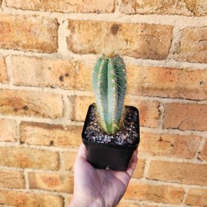 Assorted Cactus - 100mm