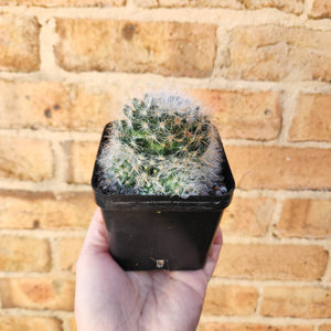 Assorted Cactus - 100mm