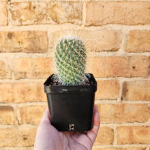 Load image into Gallery viewer, Assorted Cactus - 100mm
