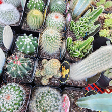 Load image into Gallery viewer, Assorted Cactus - 100mm

