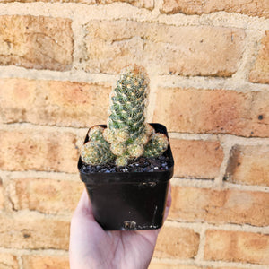Assorted Cactus - 100mm