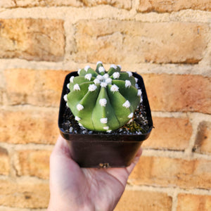 Assorted Cactus - 100mm