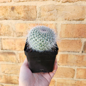 Assorted Cactus - 100mm
