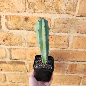 Assorted Cactus - 100mm