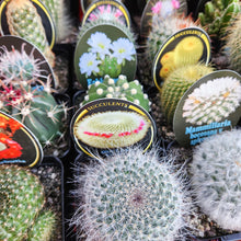 Load image into Gallery viewer, Assorted Cactus - 100mm
