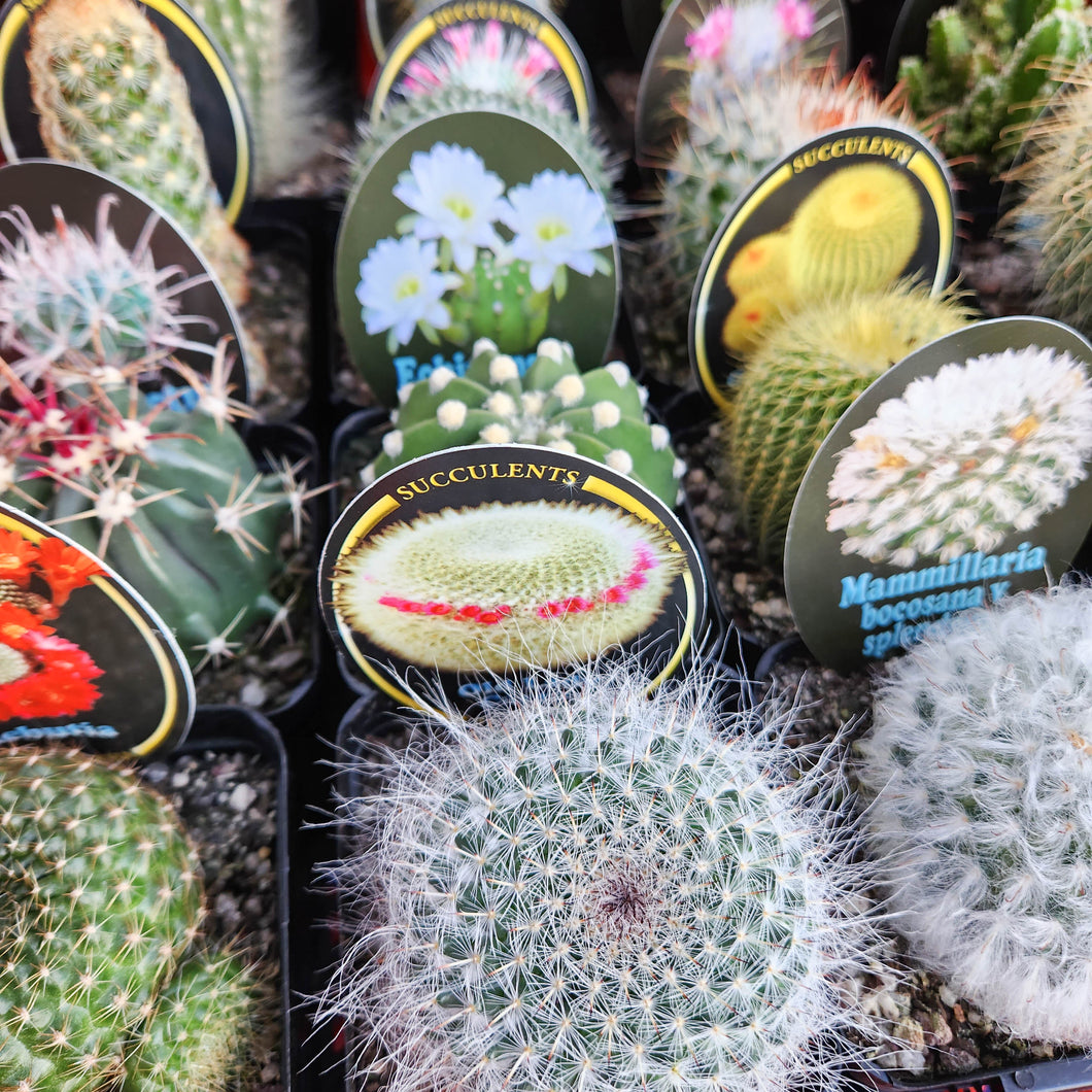 Assorted Cactus - 100mm