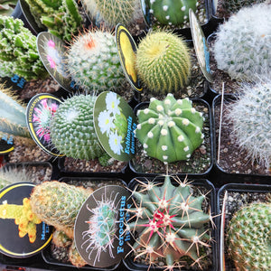 Assorted Cactus & Candle Gift - Sydney Only