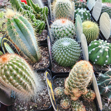 Load image into Gallery viewer, Assorted Cactus &amp; Candle Gift - Sydney Only

