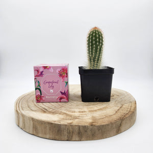 Assorted Cactus & Candle Gift - Sydney Only