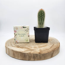 Load image into Gallery viewer, Assorted Cactus &amp; Candle Gift - Sydney Only
