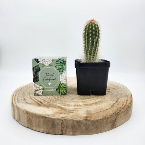 Assorted Cactus & Candle Gift - Sydney Only