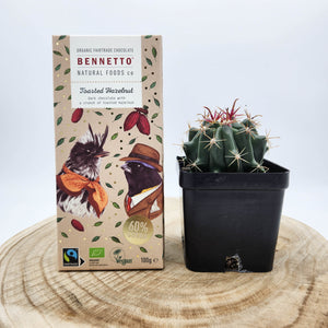 Assorted Cactus & Chocolate Gift - Sydney Only