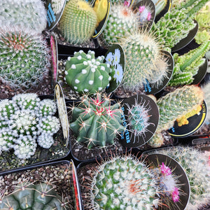 Assorted Cactus & Plushie Gift - Sydney Only
