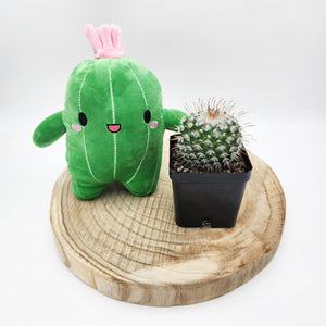 Assorted Cactus & Plushie Gift - Sydney Only
