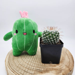 Assorted Cactus & Plushie Gift - Sydney Only