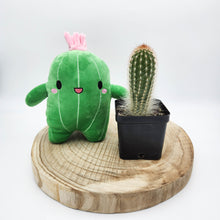 Load image into Gallery viewer, Assorted Cactus &amp; Plushie Gift - Sydney Only
