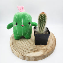 Load image into Gallery viewer, Assorted Cactus &amp; Plushie Gift - Sydney Only
