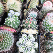 Load image into Gallery viewer, Assorted Cactus &amp; Shower Steamer Gift - Sydney Only
