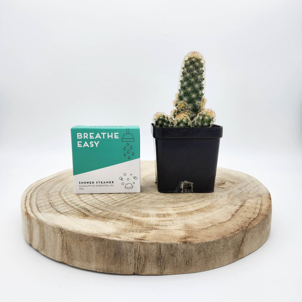 Assorted Cactus & Shower Steamer Gift - Sydney Only