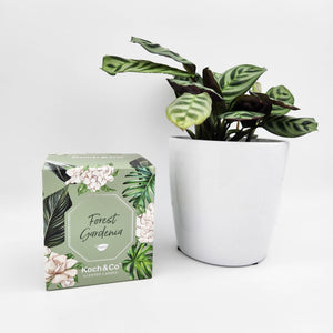 Assorted Houseplant & Candle Gift - Sydney Only