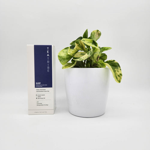 Assorted Houseplant & Tea Gift - Sydney Only
