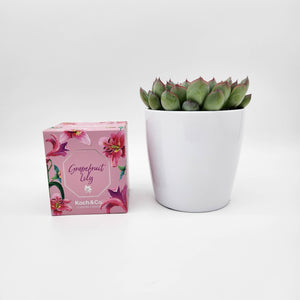 Assorted Succulent & Candle Gift - Sydney Only