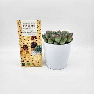 Assorted Succulent & Chocolate Gift - Sydney Only