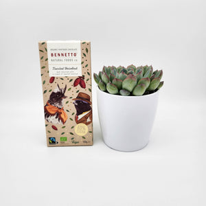 Assorted Succulent & Chocolate Gift - Sydney Only