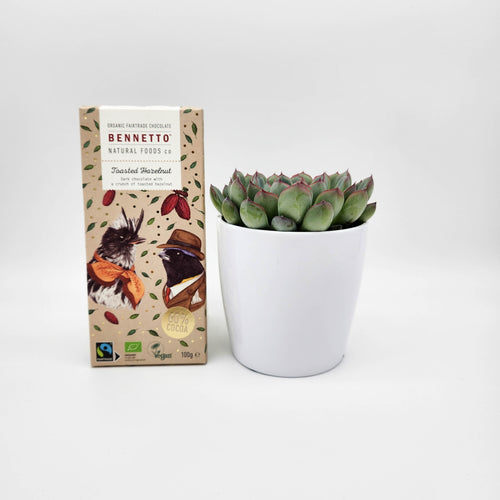 Assorted Succulent & Chocolate Gift - Sydney Only