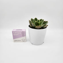 Load image into Gallery viewer, Assorted Succulent &amp; Shower Steamer Gift - Sydney Only
