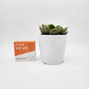 Assorted Succulent & Shower Steamer Gift - Sydney Only