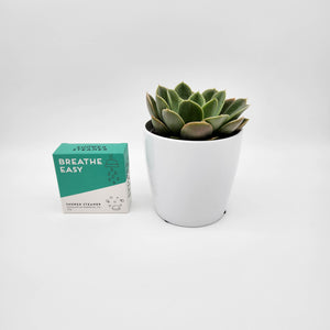 Assorted Succulent & Shower Steamer Gift - Sydney Only