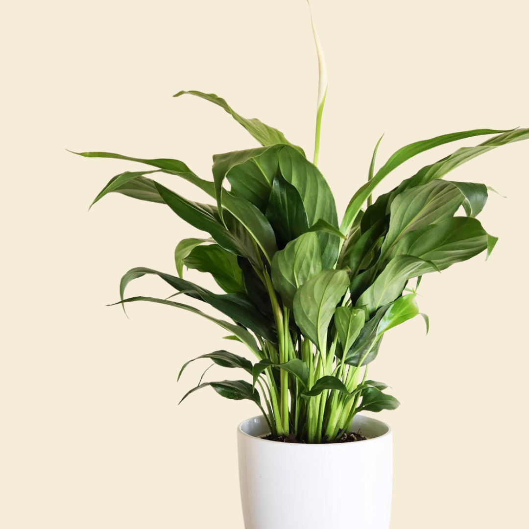 peace lily stephanie Peace Lily 120mm Pot