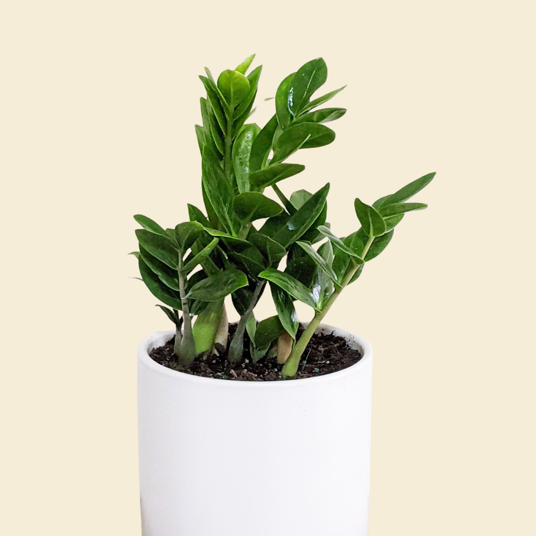 Zamioculcas zamiifolia / Zanzibar gem / ZZ Plant - 180mm Ceramic Pot - Sydney Only